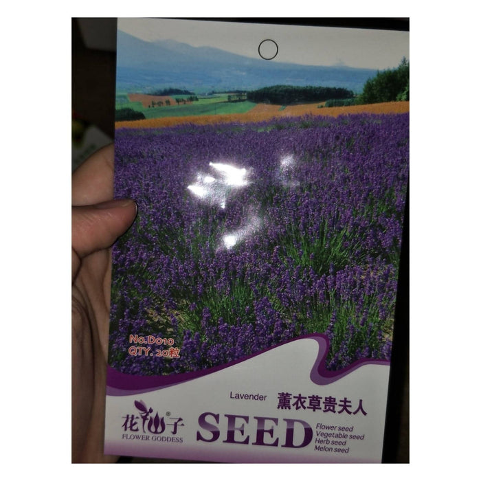lavender plant seed